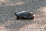 Painted Turtle (Chrysemys picta)